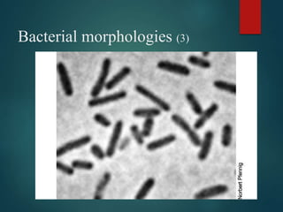 Bacterial morphologies (3)
 