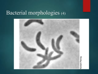 Bacterial morphologies (4)
 