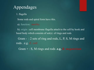 Appendages
1. flagella
Some rods and spiral form have this.
a). function: motility
b). origin : cell membrane flagella attach to the cell by hook and
basal body which consists of set(s) of rings and rods
Gram - : 2 sets of ring and rods, L, P, S, M rings and
rods . e.g. E. coli
Gram + : S, M rings and rods .e.g. B. megaterium
 