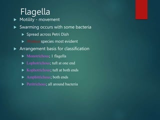 Flagella
 Motility - movement
 Swarming occurs with some bacteria
 Spread across Petri Dish
 Proteus species most evident
 Arrangement basis for classification
 Monotrichous; 1 flagella
 Lophotrichous; tuft at one end
 Kophotrichous; tuft at both ends
 Amphitrichous; both ends
 Peritrichous; all around bacteria
 