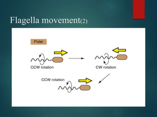 Flagella movement(2)
 