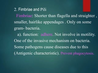 2. Fimbriae and Pili
Fimbriae: Shorter than flagella and straighter ,
smaller, hairlike appendages . Only on some
gram- bacteria.
a). function: adhere. Not involve in motility.
One of the invasive mechanism on bacteria.
Some pathogens cause diseases due to this
(Antigenic characteristic). Prevent phagocytosis.
 