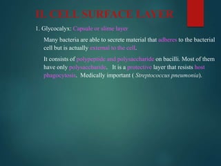 II. CELL SURFACE LAYER
1. Glycocalyx: Capsule or slime layer
Many bacteria are able to secrete material that adheres to the bacterial
cell but is actually external to the cell.
It consists of polypeptide and polysaccharide on bacilli. Most of them
have only polysaccharide. It is a protective layer that resists host
phagocytosis. Medically important ( Streptococcus pneumonia).
 
