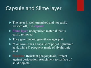 Capsule and Slime layer
 The layer is well organized and not easily
washed off, it is capsule
 Slime layer, unorganized material that is
easily removed.
 They give mucoid growth on agar plate
 B. anthracis has a capsule of poly-D-glutamic
acid, while S. pyogenes made of Hyaluronic
acid.
 Function: Resistant phagocytosis, Protect
against desiccation, Attachment to surface of
solid objects.
 