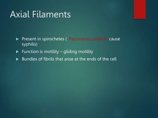 Axial Filaments
 Present in spirochetes ( Treponema pallidum cause
syphilis)
 Function is motility – gliding motility
 Bundles of fibrils that arise at the ends of the cell
 