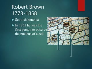 Robert Brown
1773-1858
 Scottish botanist
 In 1831 he was the
first person to observe
the nucleus of a cell
 
