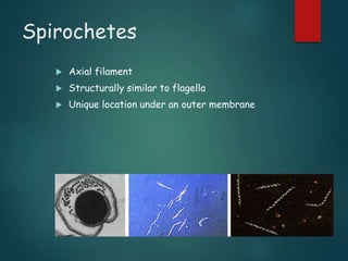 Spirochetes
 Axial filament
 Structurally similar to flagella
 Unique location under an outer membrane
 