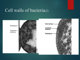 Cell walls of bacteria(2)
 