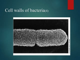 Cell walls of bacteria(4)
 