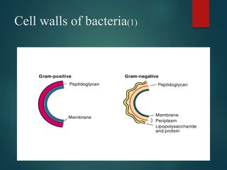 Cell walls of bacteria(1)
 