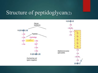 Structure of peptidoglycan(2)
 