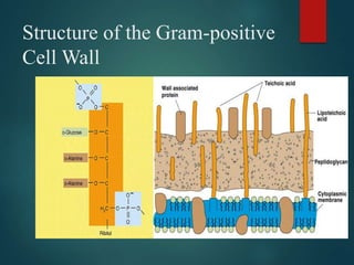 Structure of the Gram-positive
Cell Wall
 