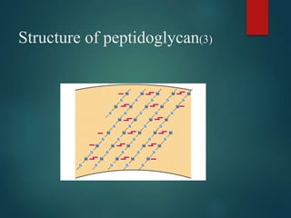 Structure of peptidoglycan(3)
 