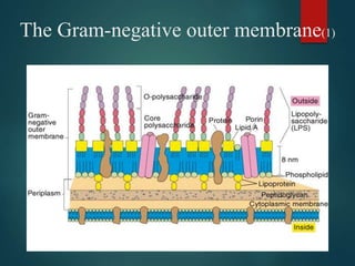 The Gram-negative outer membrane(1)
 