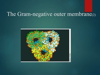 The Gram-negative outer membrane(2)
 