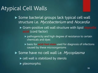 58
Atypical Cell Walls
 Some bacterial groups lack typical cell wall
structure i.e. Mycobacterium and Nocardia
 Gram-positive cell wall structure with lipid mycolic
acid (cord factor)
 pathogenicity and high degree of resistance to certain
chemicals and dyes
 basis for acid-fast stain used for diagnosis of infections
caused by these microorganisms
 Some have no cell wall i.e. Mycoplasma
 cell wall is stabilized by sterols
 pleomorphic
 