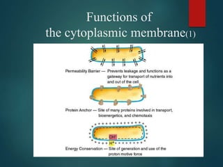 Functions of
the cytoplasmic membrane(1)
 