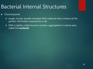67
Bacterial Internal Structures
 Chromosome
 single, circular, double-stranded DNA molecule that contains all the
genetic information required by a cell
 DNA is tightly coiled around a protein, aggregated in a dense area
called the nucleoid.
 