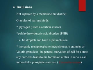 4. Inclusions
Not separate by a membrane but distinct.
Granules of various kinds:
* glycogen ( used as carbon source),
*polyhydroxybutyric acid droplets (PHB)
i.e. fat droplets and have Lipid inclusion
* inorganic metaphosphate (metachromatic granules or
Volutin granules) - in general, starvation of cell for almost
any nutrients leads to the formation of this to serve as an
intracellular phosphate reservoir ( Corynebacterium).
 