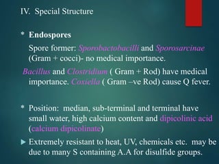 IV. Special Structure
* Endospores
Spore former: Sporobactobacilli and Sporosarcinae
(Gram + cocci)- no medical importance.
Bacillus and Clostridium ( Gram + Rod) have medical
importance. Coxiella ( Gram –ve Rod) cause Q fever.
* Position: median, sub-terminal and terminal have
small water, high calcium content and dipicolinic acid
(calcium dipicolinate)
 Extremely resistant to heat, UV, chemicals etc. may be
due to many S containing A.A for disulfide groups.
 