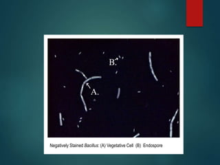 Negatively Stained Bacillus: (A) Vegetative Cell (B) Endospore
 