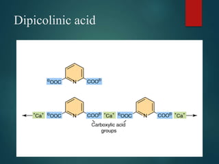 Dipicolinic acid
 