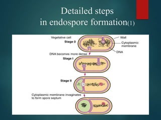 Detailed steps
in endospore formation(1)
 