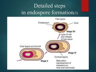 Detailed steps
in endospore formation(3)
 