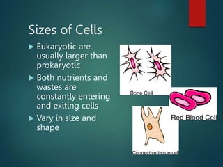 Sizes of Cells
 Eukaryotic are
usually larger than
prokaryotic
 Both nutrients and
wastes are
constantly entering
and exiting cells
 Vary in size and
shape
 