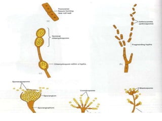 Lecture 2- on Cell Structures.ppt biology | PPT