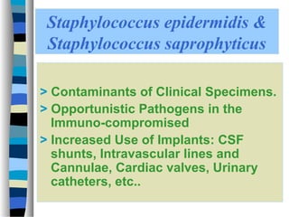 Lecture 2 Coagulase-negative staphylococci | PPT