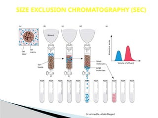 Dr. Ahmed M. Abdel-Megied
SIZE EXCLUSION CHROMATOGRAPHY (SEC)
 