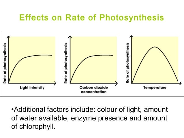 How does light affect the rate of photosynthesis image