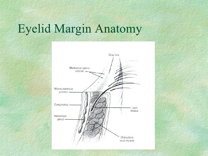 Lecture2 eyelid,orbit,lacrimal