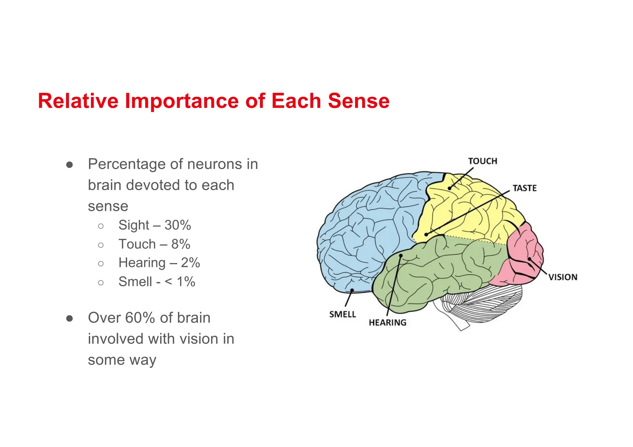 Relative Importance of Each Sense
● Percentage of neurons in
brain devoted to each
sense
○ Sight – 30%
○ Touch – 8%
○ Hearing – 2%
○ Smell - < 1%
● Over 60% of brain
involved with vision in
some way
 