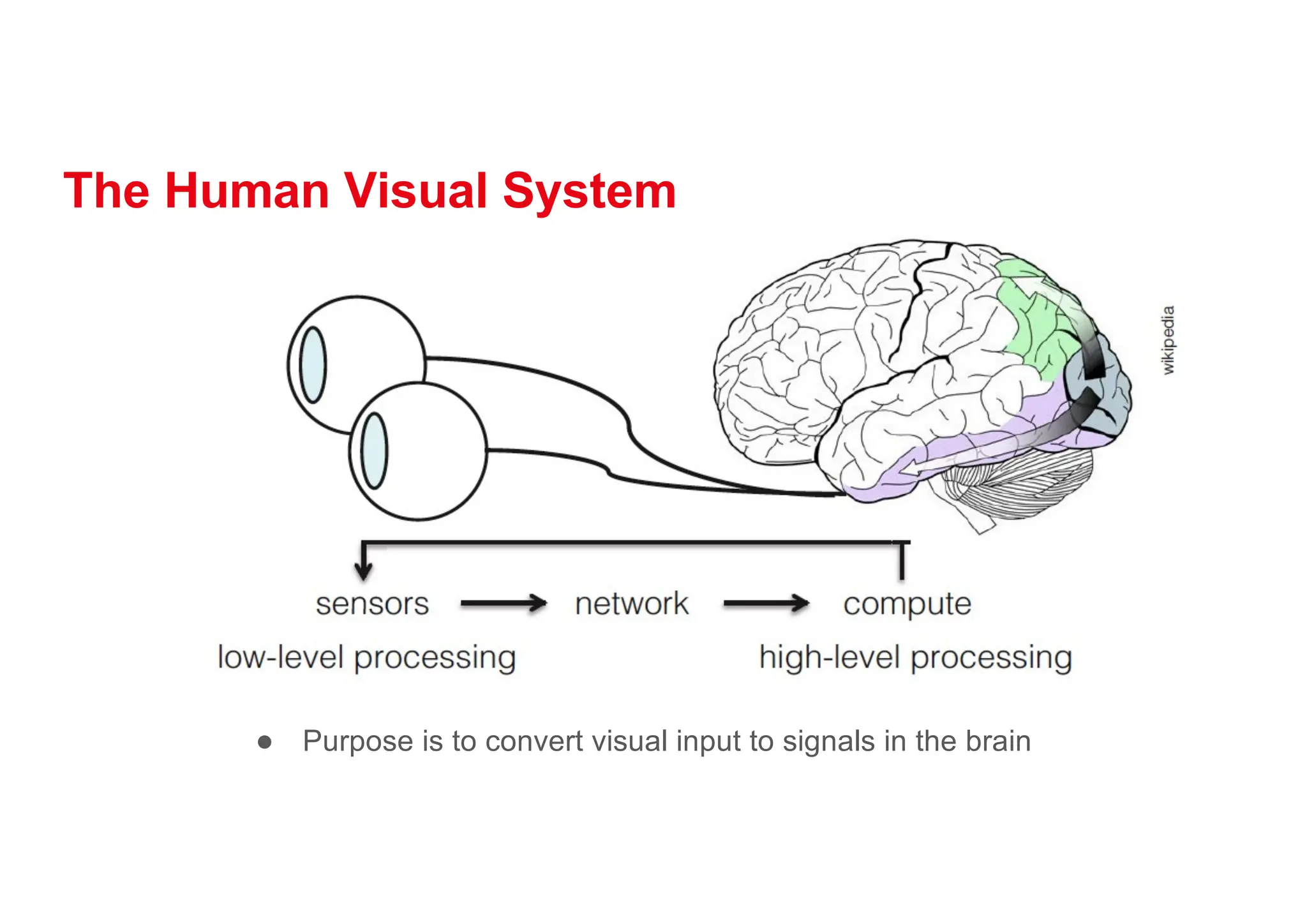 The Human Visual System
● Purpose is to convert visual input to signals in the brain
 