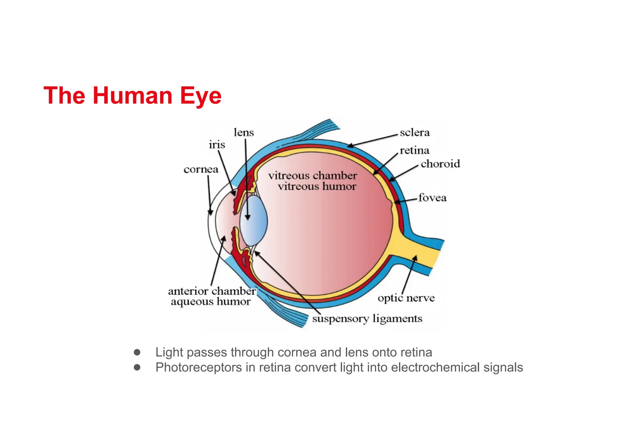 The Human Eye
● Light passes through cornea and lens onto retina
● Photoreceptors in retina convert light into electrochemical signals
 