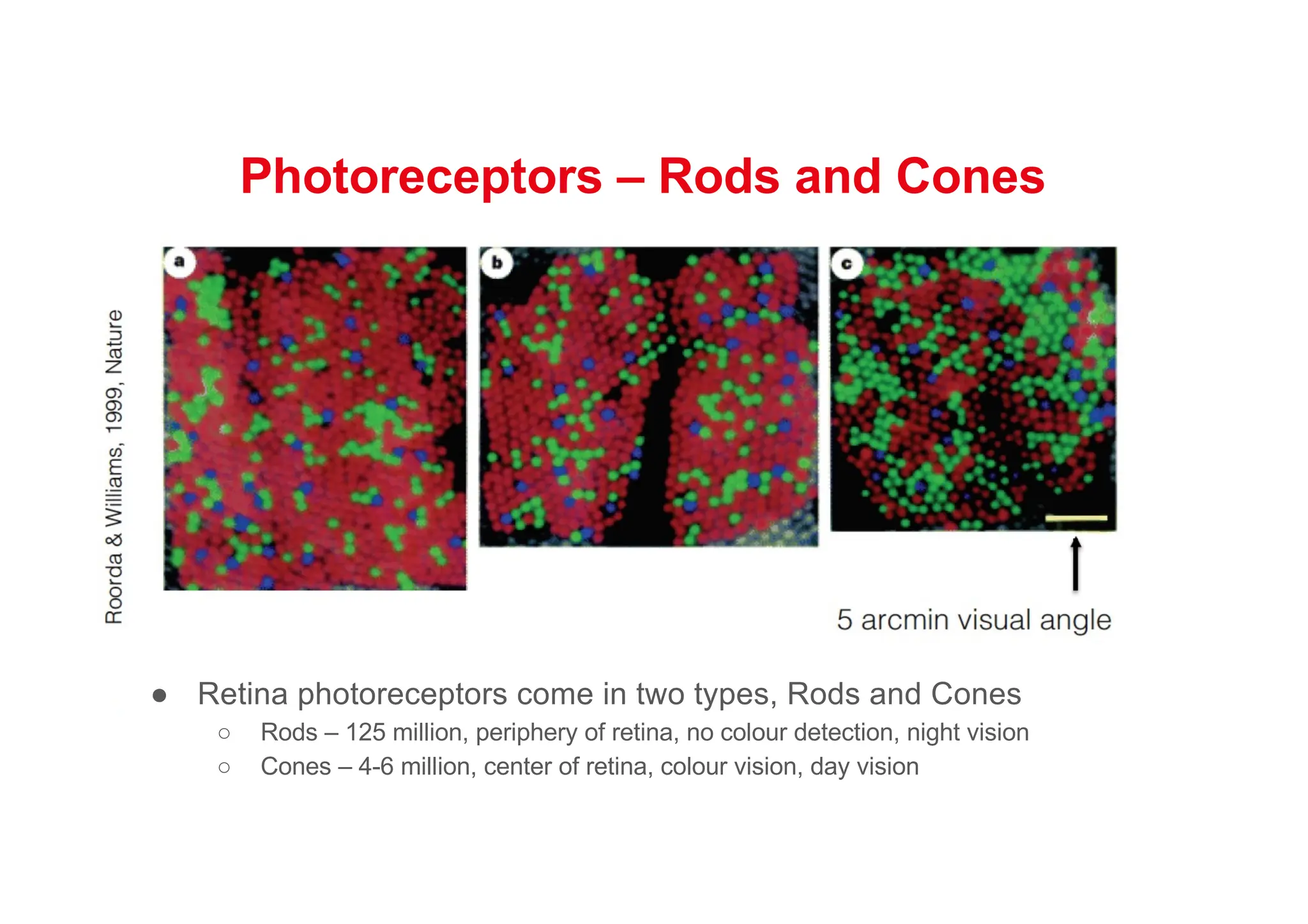 Photoreceptors – Rods and Cones
● Retina photoreceptors come in two types, Rods and Cones
○ Rods – 125 million, periphery of retina, no colour detection, night vision
○ Cones – 4-6 million, center of retina, colour vision, day vision
 