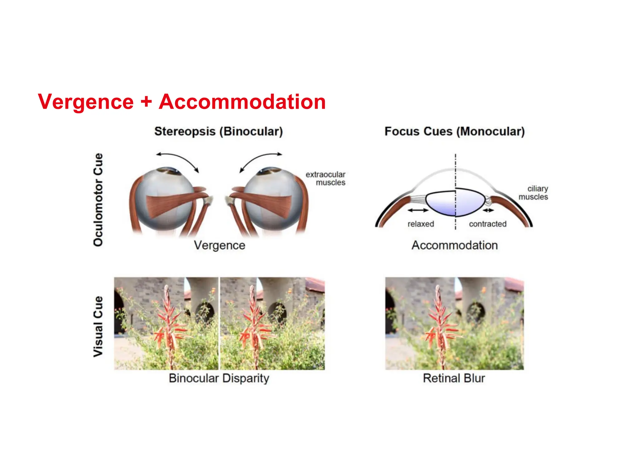 Vergence + Accommodation
● saas
 