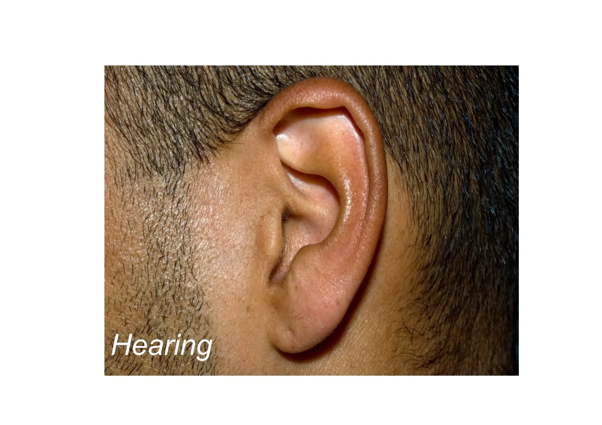 Hearing
 