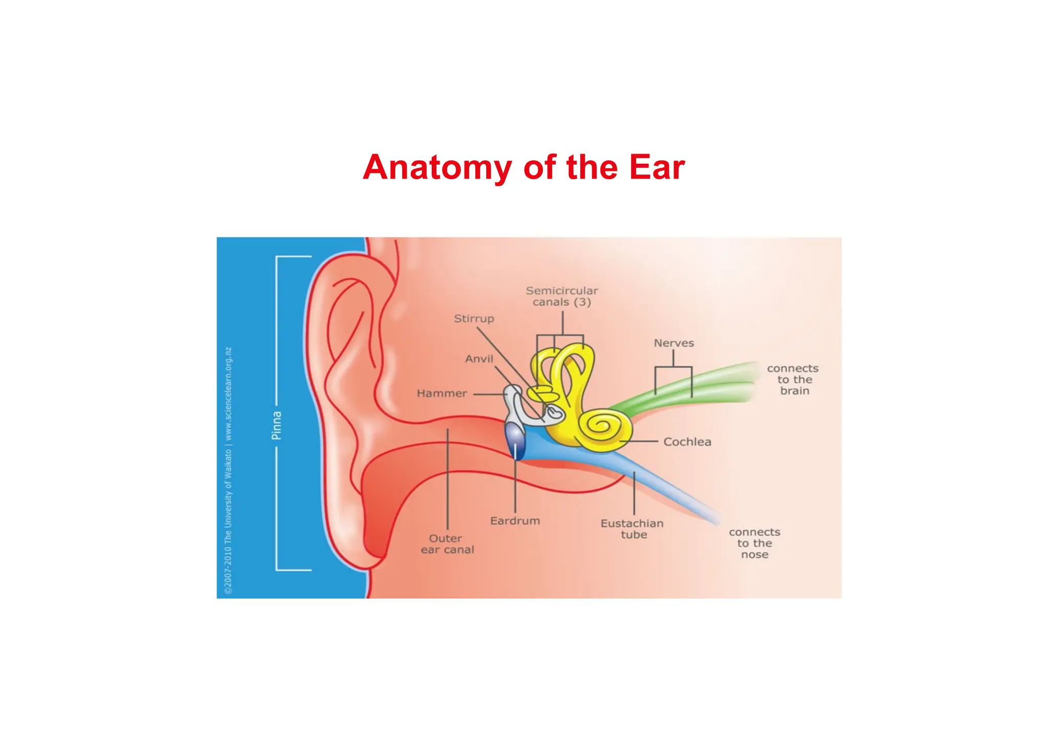 Anatomy of the Ear
 