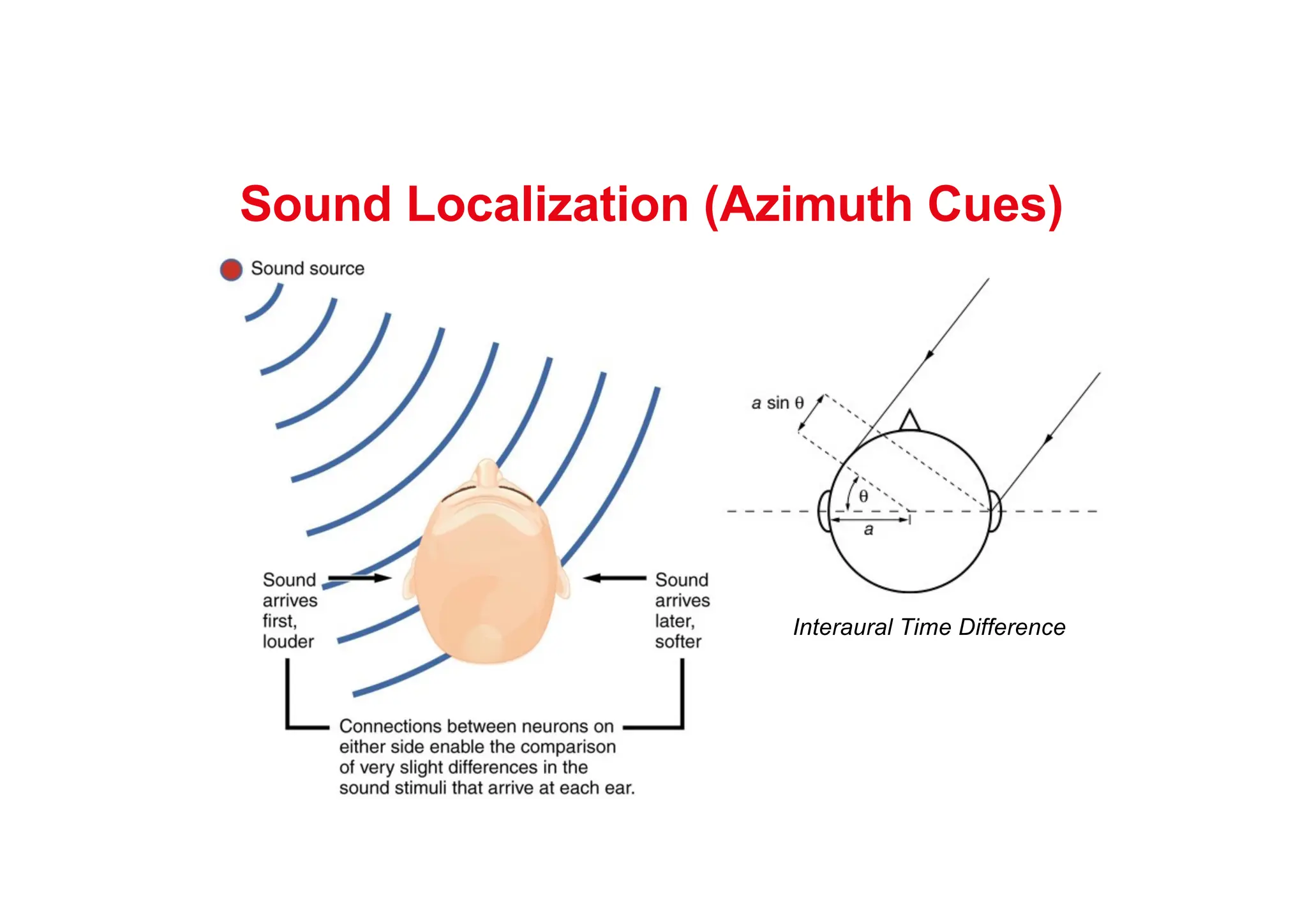 Sound Localization (Azimuth Cues)
Interaural Time Difference
 
