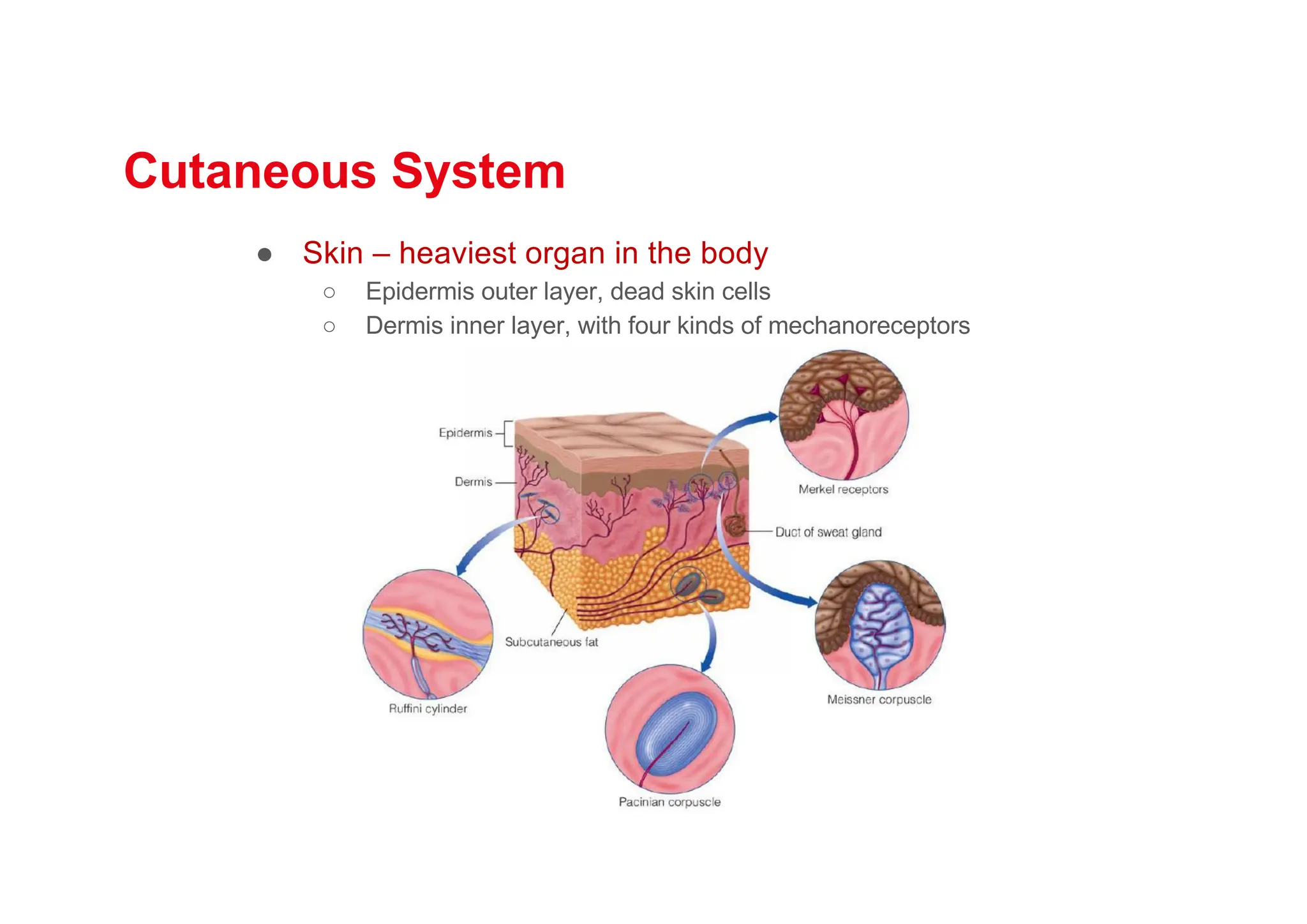 Cutaneous System
● Skin – heaviest organ in the body
○ Epidermis outer layer, dead skin cells
○ Dermis inner layer, with four kinds of mechanoreceptors
 