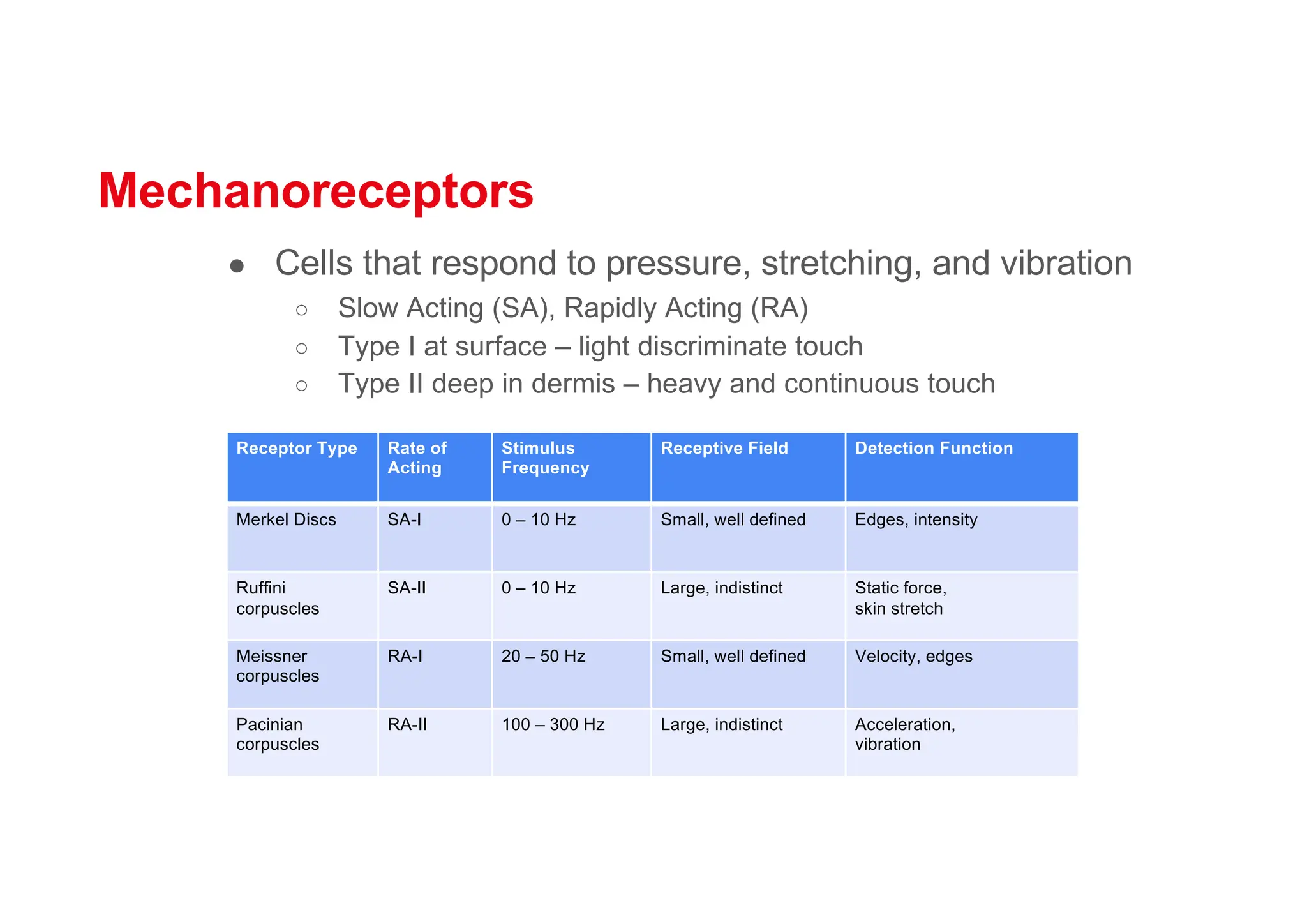 Mechanoreceptors
● Cells that respond to pressure, stretching, and vibration
○ Slow Acting (SA), Rapidly Acting (RA)
○ Type I at surface – light discriminate touch
○ Type II deep in dermis – heavy and continuous touch
Receptor Type Rate of
Acting
Stimulus
Frequency
Receptive Field Detection Function
Merkel Discs SA-I 0 – 10 Hz Small, well defined Edges, intensity
Ruffini
corpuscles
SA-II 0 – 10 Hz Large, indistinct Static force,
skin stretch
Meissner
corpuscles
RA-I 20 – 50 Hz Small, well defined Velocity, edges
Pacinian
corpuscles
RA-II 100 – 300 Hz Large, indistinct Acceleration,
vibration
 