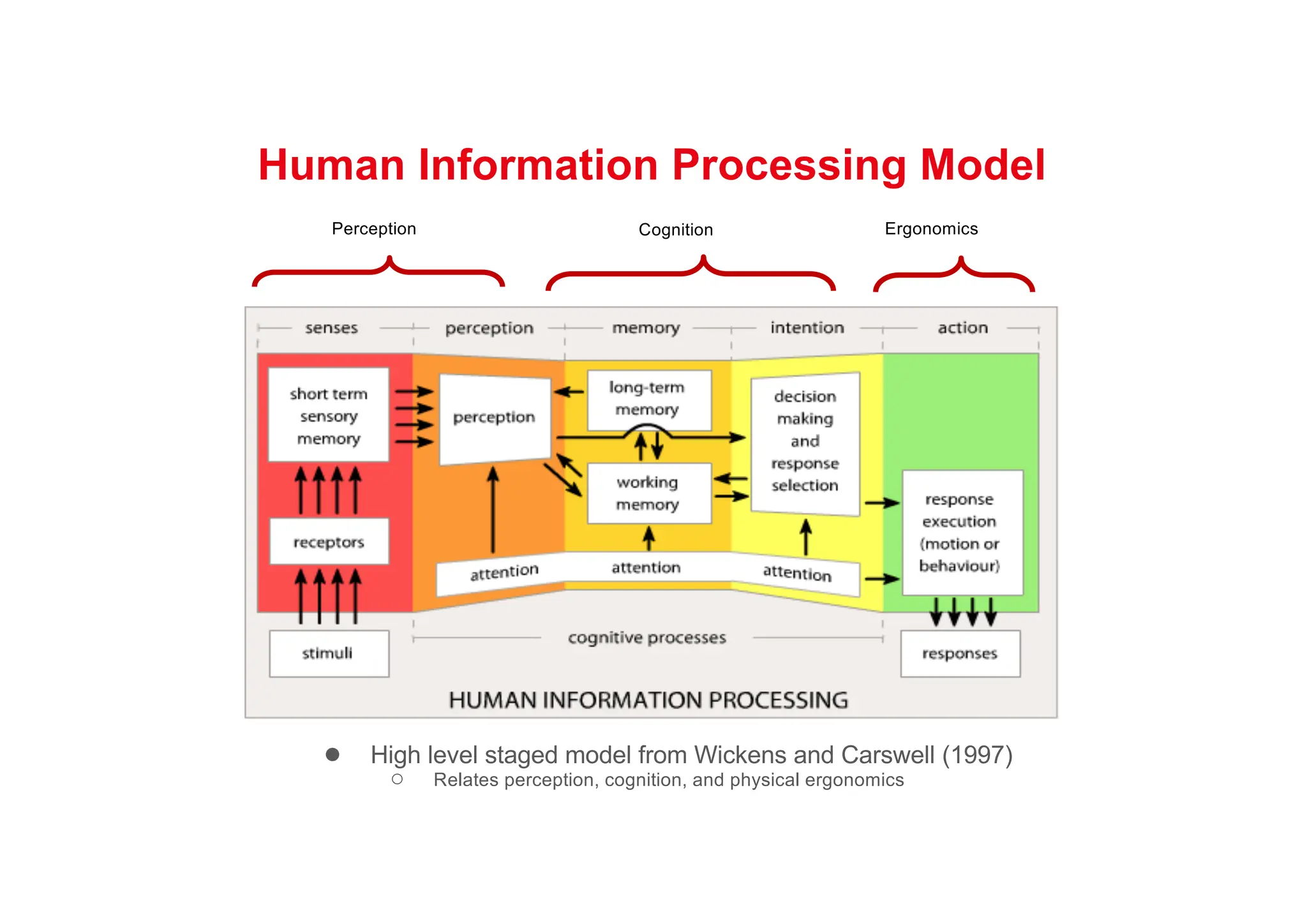 Human Information Processing Model
● High level staged model from Wickens and Carswell (1997)
○ Relates perception, cognition, and physical ergonomics
Perception Cognition Ergonomics
 