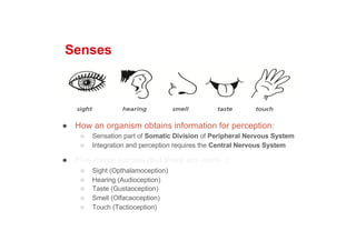 Senses
● How an organism obtains information for perception:
○ Sensation part of Somatic Division of Peripheral Nervous System
○ Integration and perception requires the Central Nervous System
● Five major senses (but there are more..):
○ Sight (Opthalamoception)
○ Hearing (Audioception)
○ Taste (Gustaoception)
○ Smell (Olfacaoception)
○ Touch (Tactioception)
 