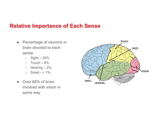 Relative Importance of Each Sense
● Percentage of neurons in
brain devoted to each
sense
○ Sight – 30%
○ Touch – 8%
○ Hearing – 2%
○ Smell - < 1%
● Over 60% of brain
involved with vision in
some way
 