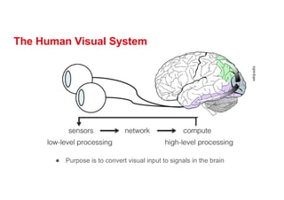 The Human Visual System
● Purpose is to convert visual input to signals in the brain
 