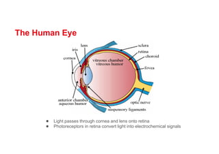 The Human Eye
● Light passes through cornea and lens onto retina
● Photoreceptors in retina convert light into electrochemical signals
 