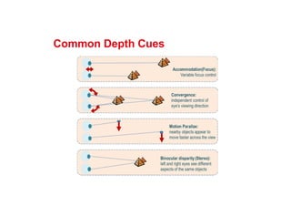 Common Depth Cues
 